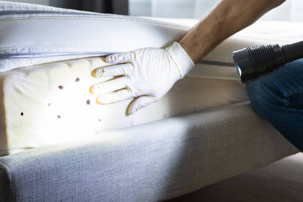 Best Wasp Removal Services  in Lake Park, NC