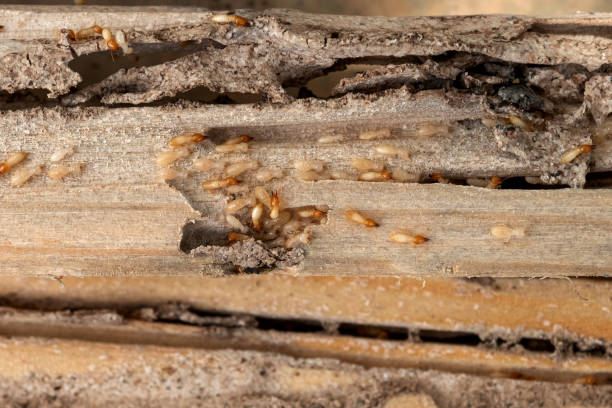 Best Rat Extermination Near Me  in Lake Park, NC