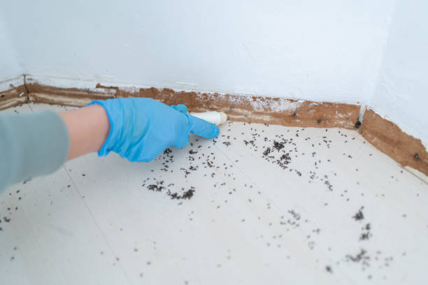 Best Flea Control Services  in Lake Park, NC